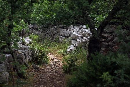 Foto Foresta rock natura selvaggia
 sentiero