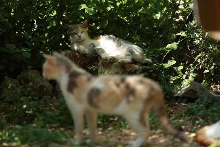 France europe canon mammal Photo