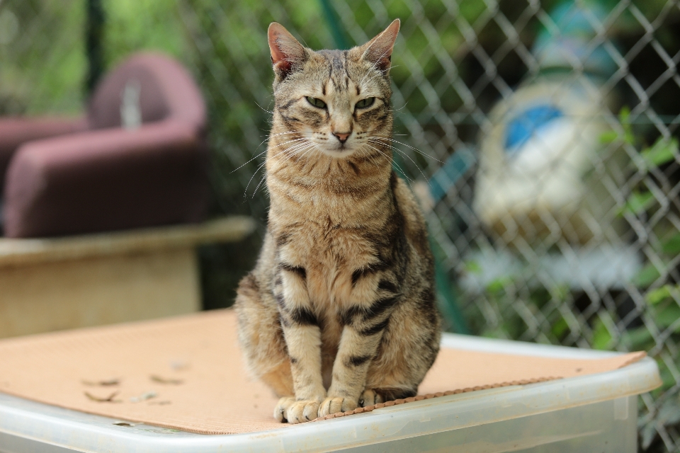 França europa gato cânone