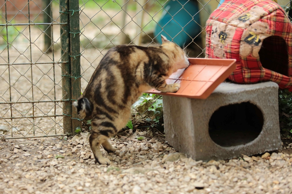 Frankreich europa katze kanon