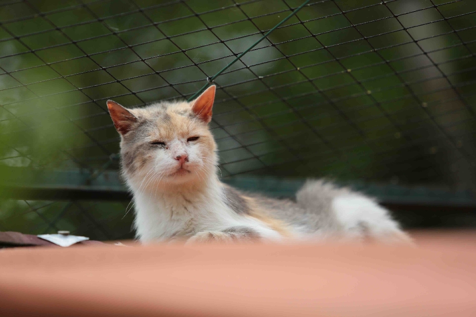 Perancis eropa anak kucing