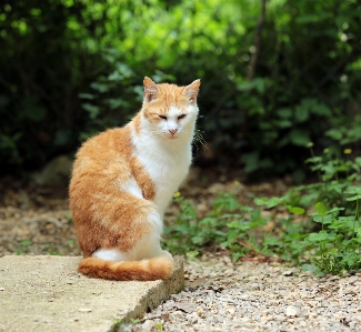 Grass france europe kitten Photo