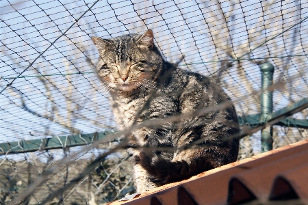 France europe cat mammal Photo