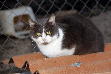 France europe cat mammal Photo