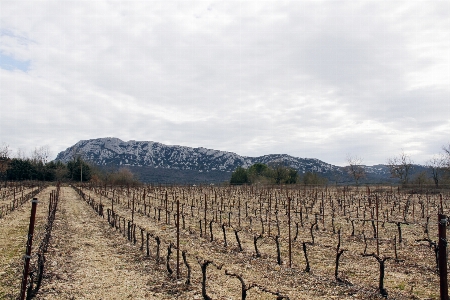 Foto Paesaggio albero vigneti campo