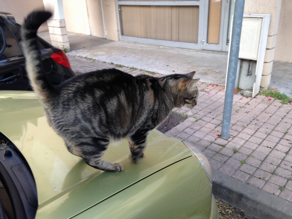 Gatto mammifero basettoni
 vertebrato
