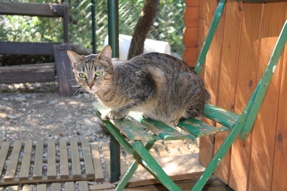 Natura gattino gatto mammifero