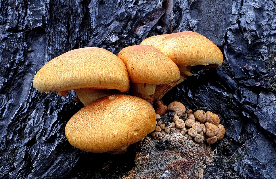 Nature automne sol champignon