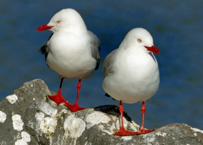 Sea bird seabird gull Photo