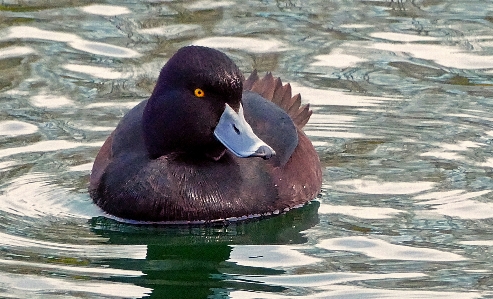 水 自然 鳥 野生動物 写真