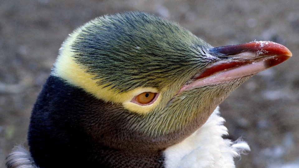 Pássaro animais selvagens bico galinha
