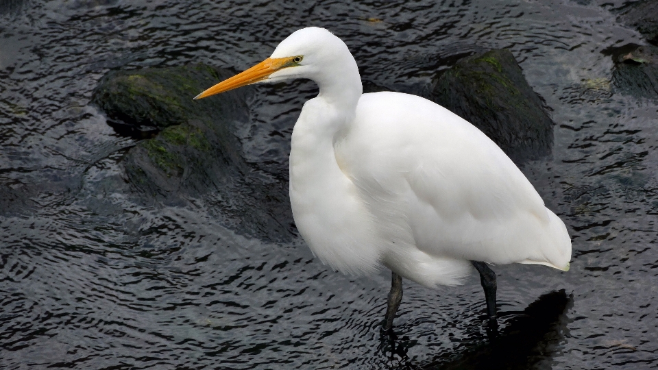 鳥 羽 野生動物 嘴