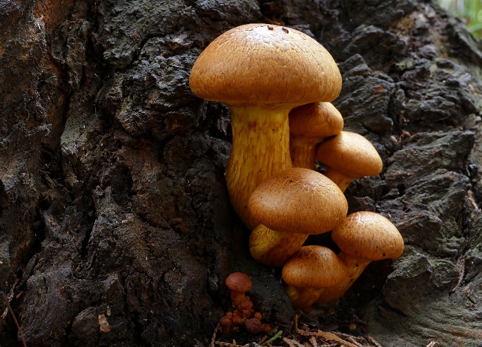 Natur wald herbst boden