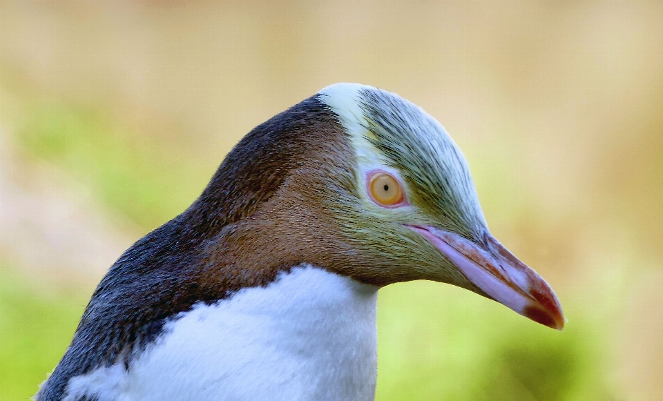 Naturaleza pájaro ala ave marina
