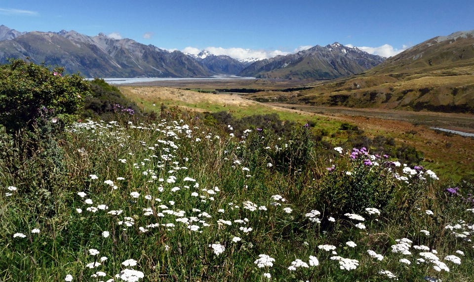 Paesaggio natura erba selvaggia
