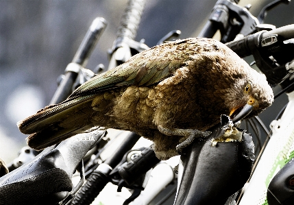 鳥 銅像 車両 猛禽
 写真