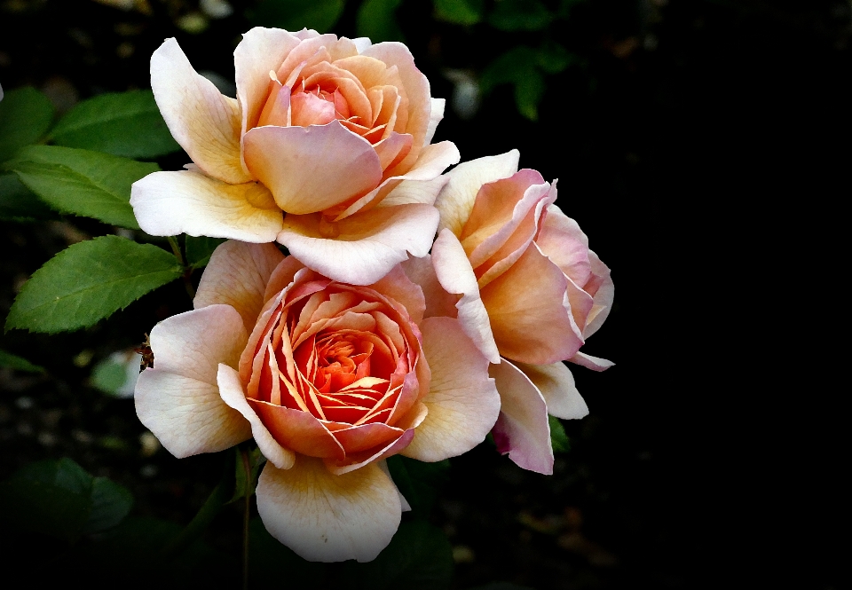 植物 花 花弁 薔薇