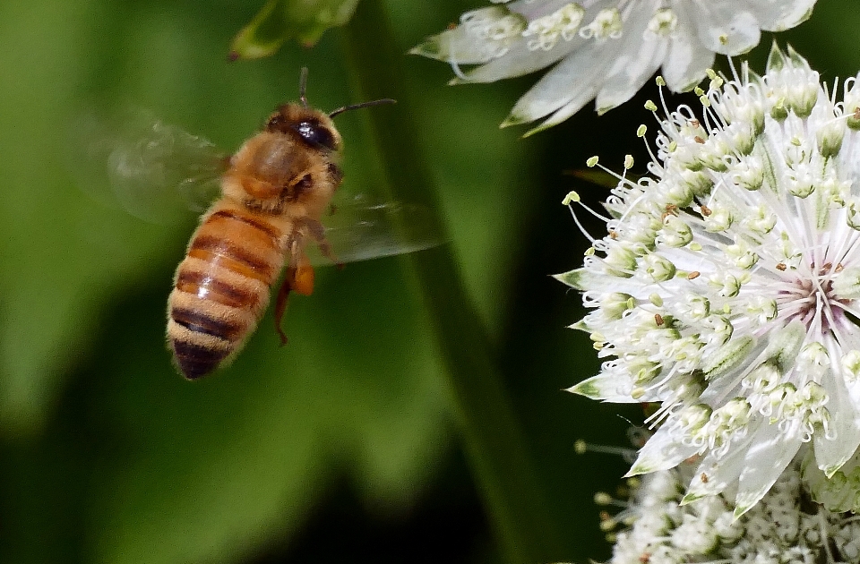 Natur anlage blume pollen