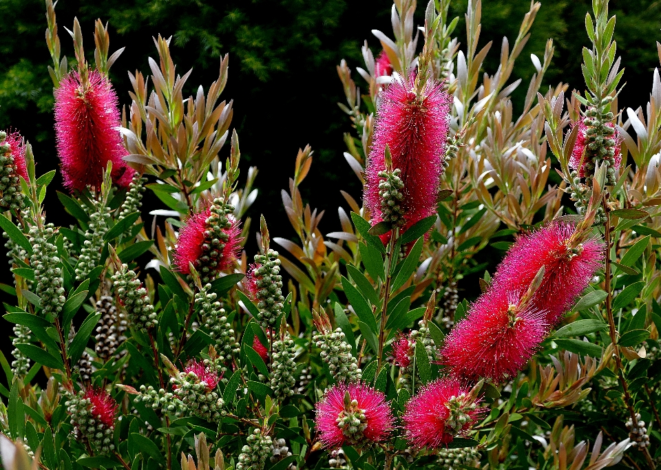 植物 花 植物学
 公園