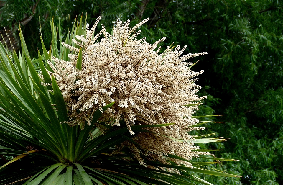 árvore natureza grama plantar