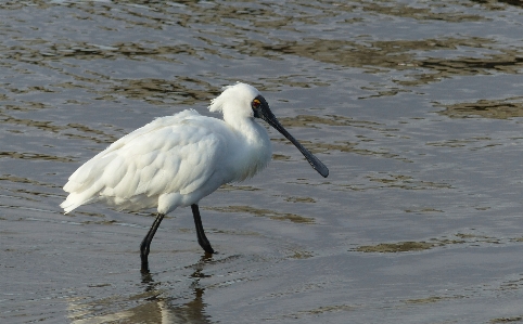 Photo Oiseau aile faune le bec