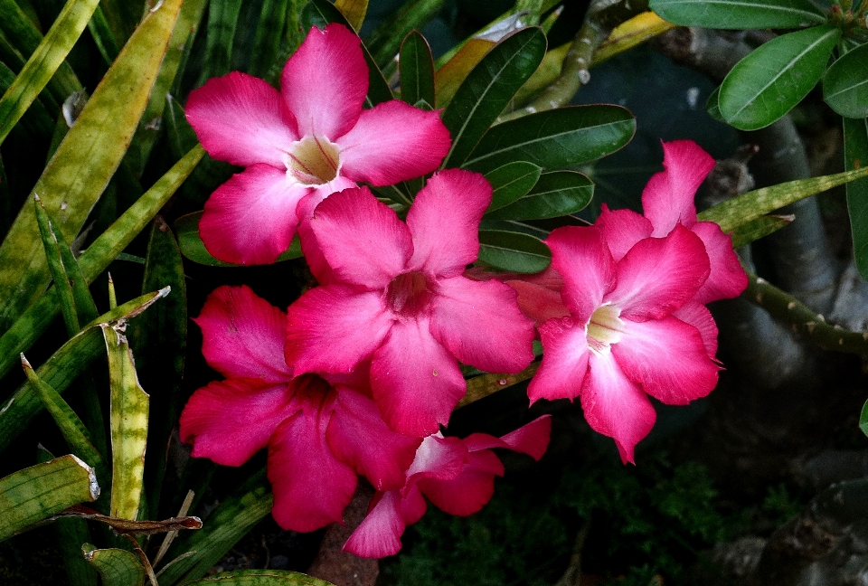 Blüte anlage blatt blume