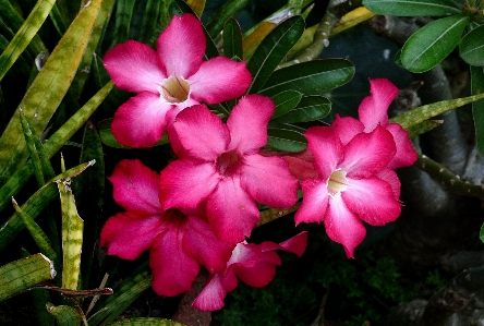 Photo Fleurir usine feuille fleur