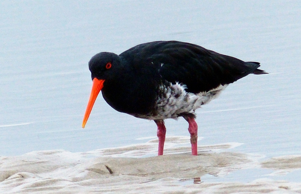 Kuş kanat gaga fauna