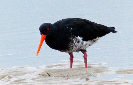 鳥 羽 嘴 fauna 写真