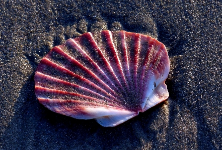 Beach nature biology seafood Photo