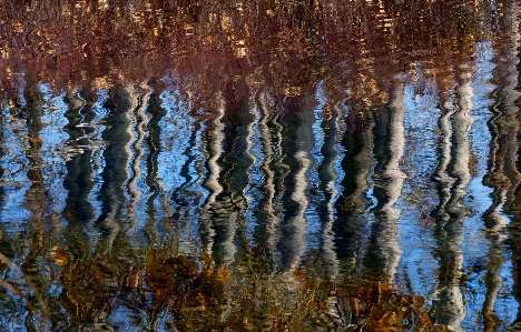 木 水 自然 森 写真