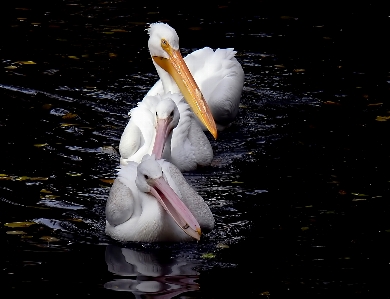 Bird wing pelican seabird Photo