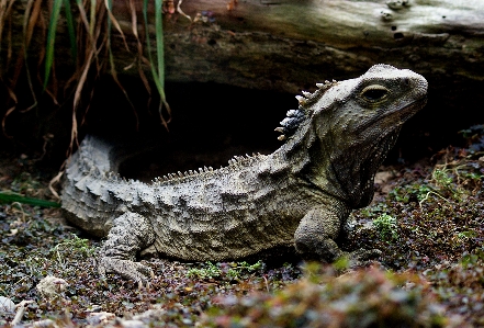 Foto Alam margasatwa kebun binatang reptil