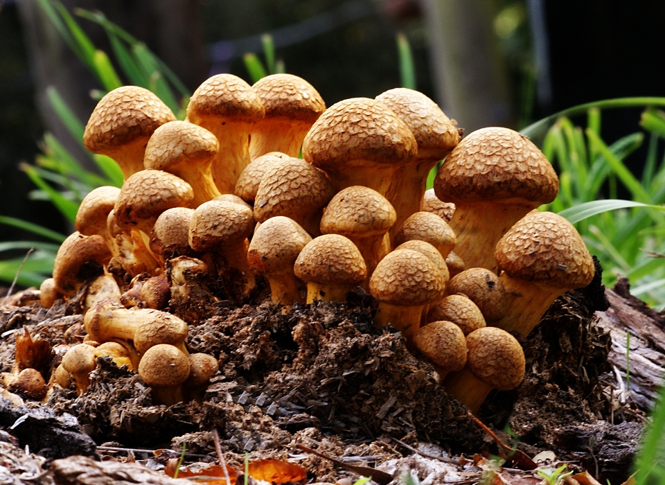 Nature produce autumn mushroom