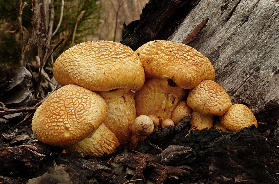 Nature automne sol champignon