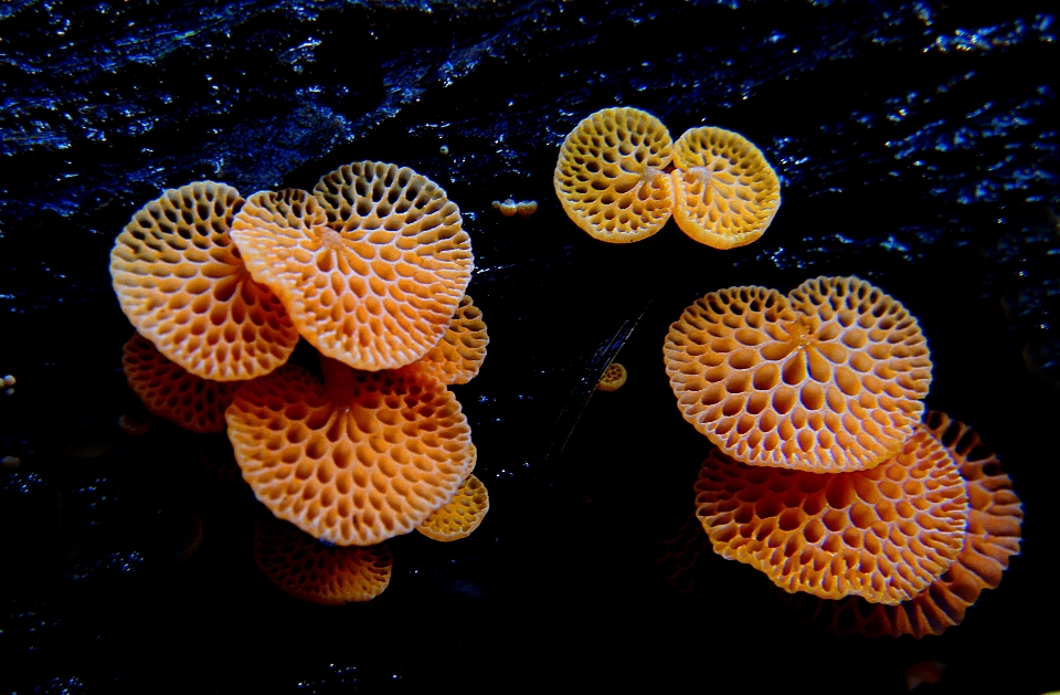 Naturaleza naranja biología coral