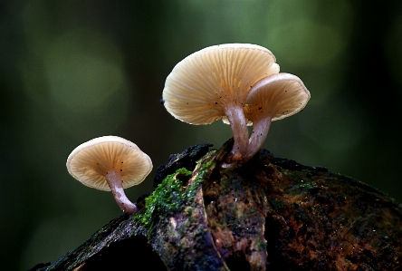 自然 写真撮影 花 植物学
 写真