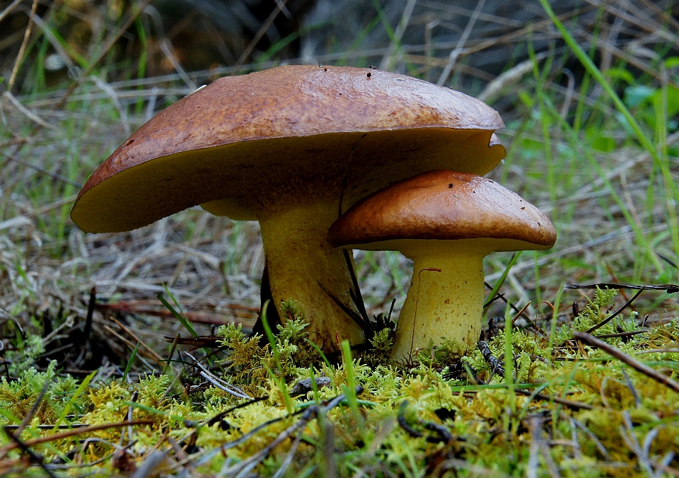 Nature forêt faune automne