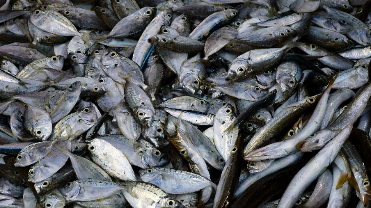 Foto Comida frutos do mar peixe sardinha
