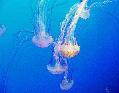 Underwater biology jellyfish blue Photo