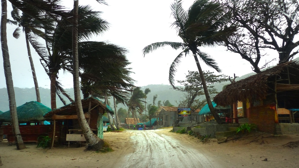 Playa árbol ciudad aldea