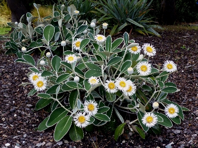 Plant flower daisy botany Photo