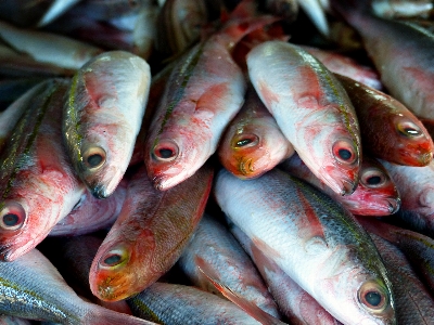 Food perch seafood fish Photo