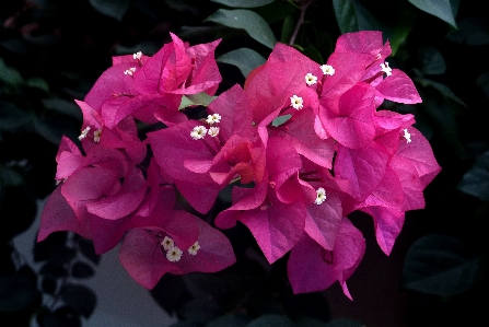 植物 叶子 花 花瓣 照片