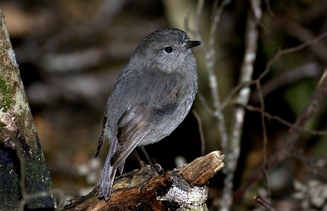 Foto Naturaleza rama pájaro fauna silvestre