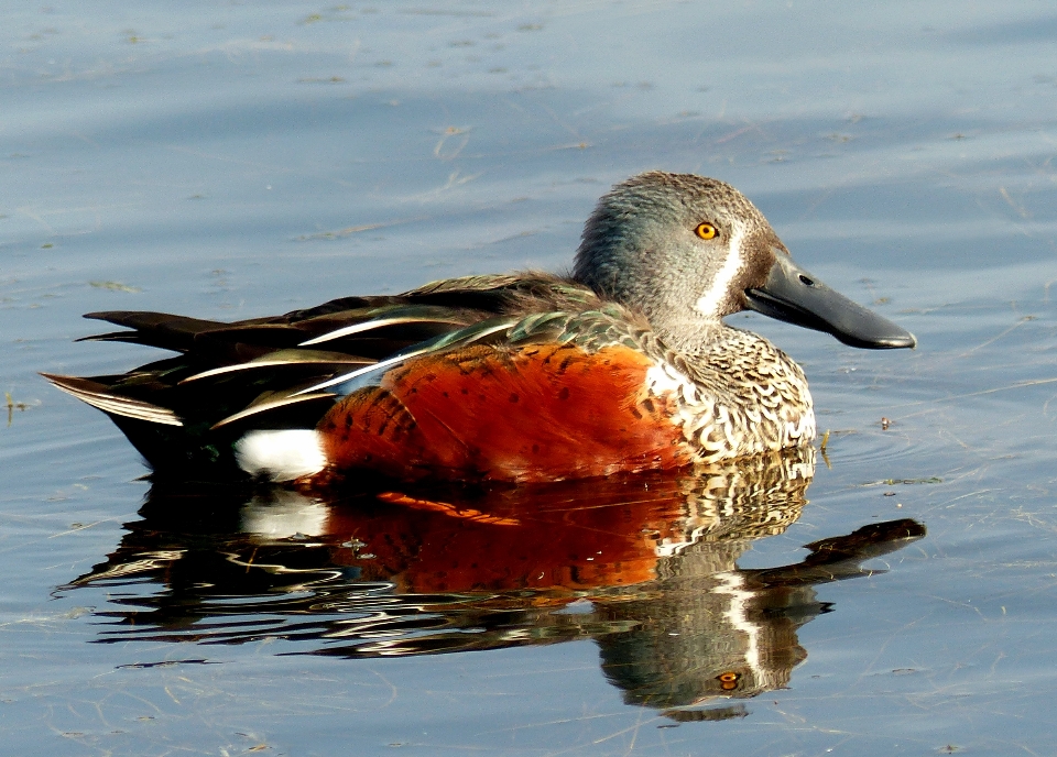 Wasser natur vogel flügel