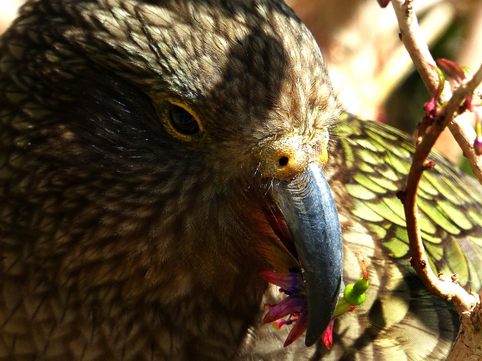 Natura ramo uccello ala