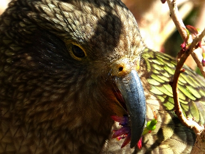 Foto Alam cabang burung sayap