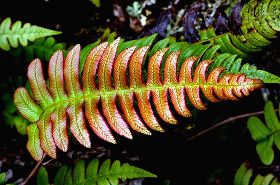 Natura foresta ramo pianta