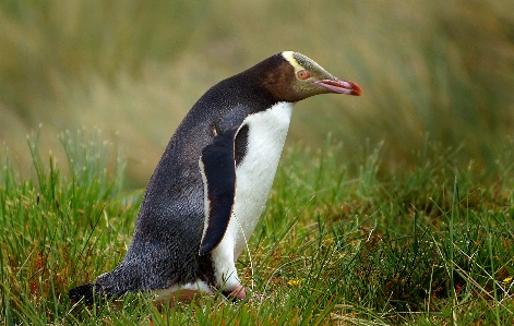 Foto Uccello animali selvatici becco fauna